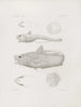Mémoires du Musée de zoologie comparée du Harvard College Pl46 - Musée de Zoologie Comparée de l'Université Harvard — Ansicht des Kunstwerks