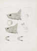 Mémoires du Musée de Zoologie Comparée de l'Université Harvard Pl48 - Musée de Zoologie Comparée de l'Université Harvard — Ansicht des Kunstwerks