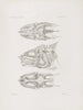 Mémoires du Musée de zoologie comparée du Harvard College Pl50 - Musée de Zoologie Comparée de l'Université Harvard — Ansicht des Kunstwerks