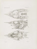 Mémoires du Musée de zoologie comparée du Harvard College Pl51 - Musée de Zoologie Comparée de l'Université Harvard — Ansicht des Kunstwerks