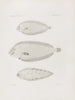 Mémoires du Musée de zoologie comparée du Harvard College Pl52 - Musée de Zoologie Comparée de l'Université Harvard — Ansicht des Kunstwerks