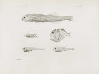 Harvard University Museum of Comparative Zoology - Memoirs of the Museum of Comparative Zoology at Harvard College Pl53.webp