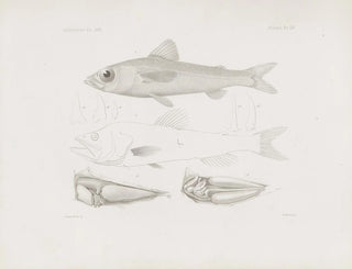 Harvard University Museum of Comparative Zoology - Memoirs of the Museum of Comparative Zoology at Harvard College Pl54.webp