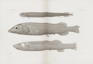 Harvard University Museum of Comparative Zoology - Memoirs of the Museum of Comparative Zoology at Harvard College Pl57.webp