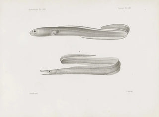 Harvard University Museum of Comparative Zoology - Memoirs of the Museum of Comparative Zoology at Harvard College Pl62.webp