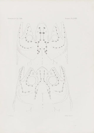 Harvard University Museum of Comparative Zoology - Memoirs of the Museum of Comparative Zoology at Harvard College Pl82.webp