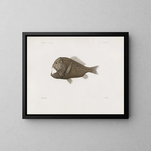 Mémoires du Muséum de zoologie comparée de l'Université Harvard Pl86 - Musée de Zoologie Comparée de l'Université Harvard — gerahmtes Bild an der Wand