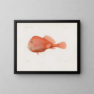 Mémoires du Muséum de zoologie comparée de Harvard College Pl87 - Musée de Zoologie Comparée de l'Université Harvard — gerahmtes Bild an der Wand