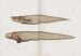 Mémoires du Pl89 - Museum für vergleichende Zoologie der Harvard-Universität — Ansicht des Kunstwerks