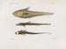 Mémoires du Muséum de zoologie comparée de Harvard College Pl92 - Musée de Zoologie Comparée de l'Université Harvard — Ansicht des Kunstwerks