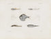 Erinnerungen des Museums für vergleichende Zoologie des Harvard College Pl93 - Museum für vergleichende Zoologie der Harvard-Universität — Ansicht des Kunstwerks