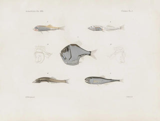 Erinnerungen des Museums für vergleichende Zoologie des Harvard College Pl93 - Museum für vergleichende Zoologie der Harvard-Universität — Ansicht des Kunstwerks