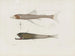 Mémoires du Muséum de zoologie comparée de Harvard College Pl94 - Musée de Zoologie Comparée de l'Université Harvard — Ansicht des Kunstwerks