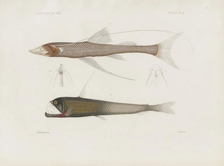 Mémoires du Muséum de zoologie comparée de Harvard College Pl94 - Musée de Zoologie Comparée de l'Université Harvard — Ansicht des Kunstwerks
