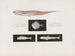 Harvard College Pl95 Vergleichende Zoologie Museum Gemälde - Museum für Vergleichende Zoologie der Harvard-Universität — Ansicht des Kunstwerks