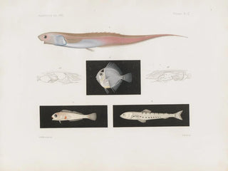 Harvard College Pl95 Vergleichende Zoologie Museum Gemälde - Museum für Vergleichende Zoologie der Harvard-Universität — Ansicht des Kunstwerks
