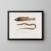 Mémoires du Muséum de zoologie comparée de Harvard College Pl96 - Musée de Zoologie Comparée de l'Université Harvard — gerahmtes Bild an der Wand