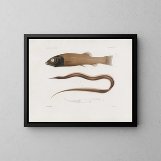 Mémoires du Muséum de zoologie comparée de Harvard College Pl96 - Musée de Zoologie Comparée de l'Université Harvard — gerahmtes Bild an der Wand