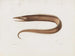 Mémoires du Muséum de zoologie comparée de Harvard College Pl97 - Musée de Zoologie Comparée de l'Université Harvard — Ansicht des Kunstwerks