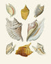 Die schneckenpterygoiden Strombea Pl11 - Heinrich Carl Küster — Ansicht des Kunstwerks