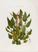 Aroideae Maximilianae Pl04 - Heinrich Wilhelm Schott — Ansicht des Kunstwerks