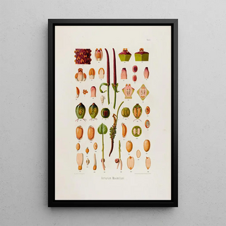 Heinrich Wilhelm Schott - Aroideae Maximilianae Pl05.webp