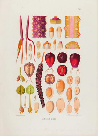 Heinrich Wilhelm Schott - Aroideae Maximilianae Pl07.webp