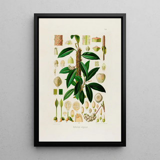 Heinrich Wilhelm Schott - Aroideae Maximilianae Pl08.webp