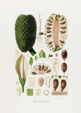 Heinrich Wilhelm Schott - Aroideae Maximilianae Pl22.webp