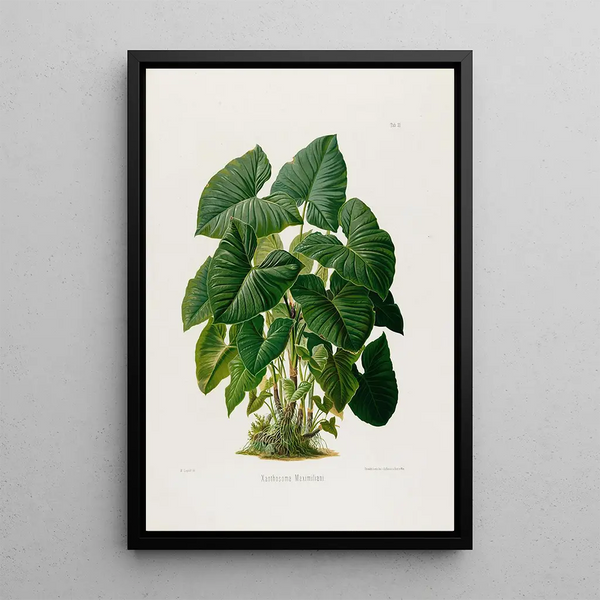 Aroideae Maximilianae Pl31 - Heinrich Wilhelm Schott — gerahmtes Bild an der Wand