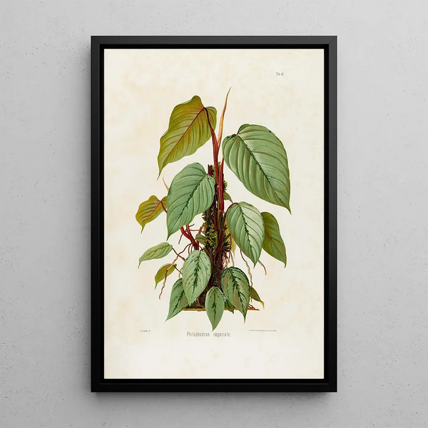 Aroideae Maximilianae Pl40 - Heinrich Wilhelm Schott — gerahmtes Bild an der Wand