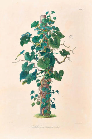 Heinrich Wilhelm Schott - Icones Aroidearum Pl01.webp