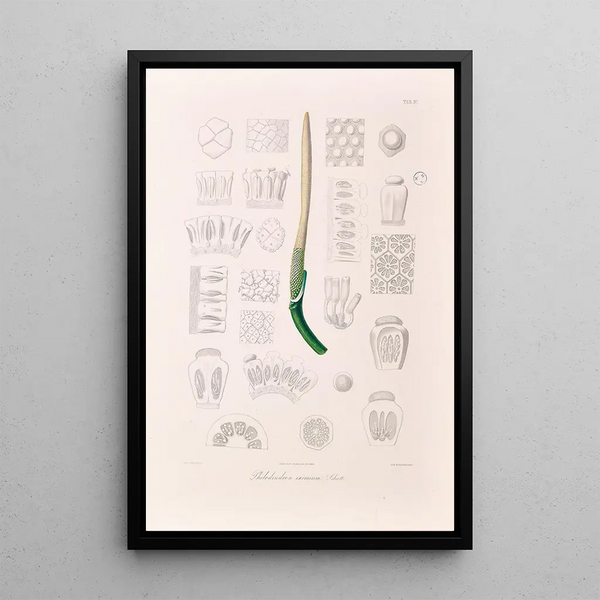 Icones Aroidearum Pl04 - Heinrich Wilhelm Schott — gerahmtes Bild an der Wand