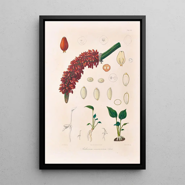 Icones Aroidearum Pl14 - Heinrich Wilhelm Schott — gerahmtes Bild an der Wand