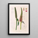 Icones Aroidearum Pl17 - Heinrich Wilhelm Schott — gerahmtes Bild an der Wand