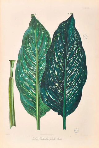 Heinrich Wilhelm Schott - Icones Aroidearum Pl25.webp