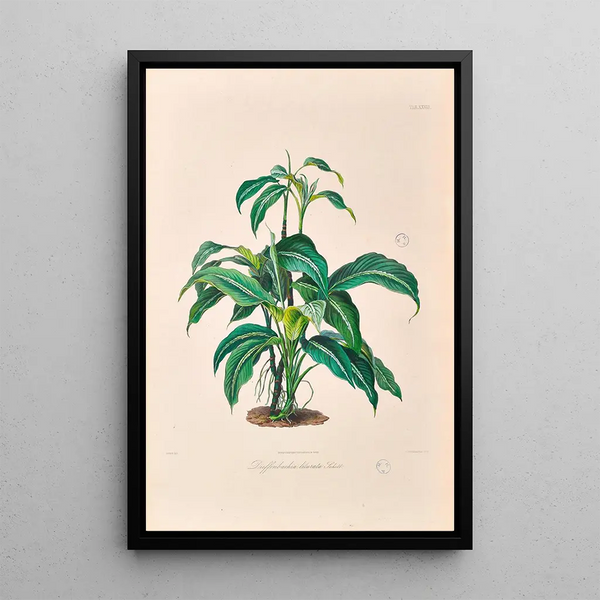 Icones Aroidearum Pl28 - Heinrich Wilhelm Schott — gerahmtes Bild an der Wand