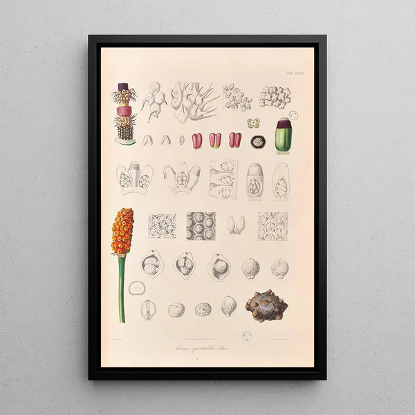 Icones Aroidearum Pl33 - Heinrich Wilhelm Schott — gerahmtes Bild an der Wand