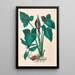 Icones Aroidearum Pl34 - Heinrich Wilhelm Schott — gerahmtes Bild an der Wand