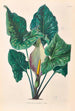 Icones Aroidearum Pl39 - Heinrich Wilhelm Schott — Ansicht des Kunstwerks