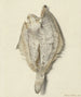 Kleines flaches Fisch-Gemälde - Hendrik Gerrit ten Cate — Ansicht des Kunstwerks