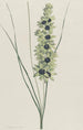 Iris africain Ixia maculata viridis - Hendrik Schwegman — Ansicht des Kunstwerks