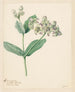 Calotropis - Hendrik Schwegman — Ansicht des Kunstwerks