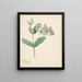 Calotropis - Hendrik Schwegman — gerahmtes Bild an der Wand