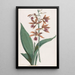 Orchidee der Sümpfe - Hendrik Schwegman — gerahmtes Bild an der Wand