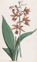 Orchidee der Sümpfe - Hendrik Schwegman — Ansicht des Kunstwerks