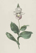 Orchidee Venus-Schuh Cypripedium reginae Walter - Hendrik Schwegman — Ansicht des Kunstwerks