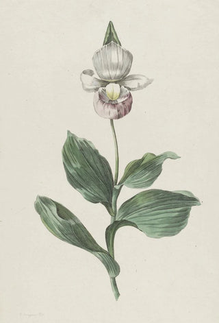 Hendrik Schwegman - Orchidee Vrouwenschoentje Cypripedium reginae Walter.webp