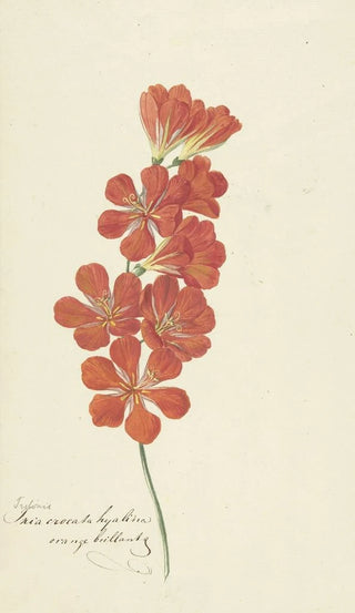 Hendrik Schwegman - Tritonia Crocata.webp