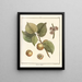 Traité des arbres fruitiers Pl05 - Henri-Louis Duhamel du Monceau — gerahmtes Bild an der Wand